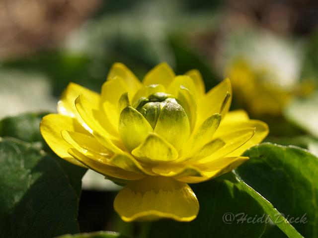 Ranunculus ficaria Pietmonds Double1.JPG